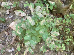 Amorpha ouachitensis