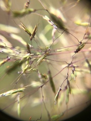 Capillipedium parviflorum