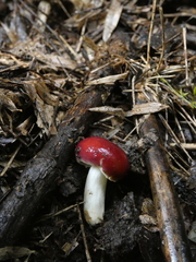 Russula nothofaginea