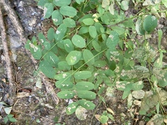 Amorpha ouachitensis