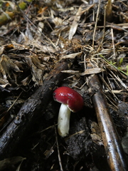 Russula nothofaginea