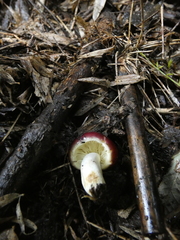 Russula nothofaginea