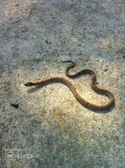 Oligodon chinensis