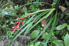 Guzmania calamifolia