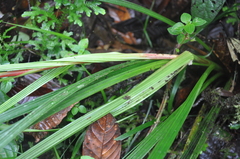 Guzmania calamifolia