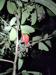 Harpactes duvaucelii