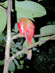 Harpactes duvaucelii