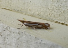 Crambus bidens