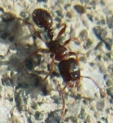 Tetramorium immigrans