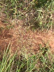 Capillipedium parviflorum