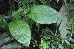 Anthurium coclense