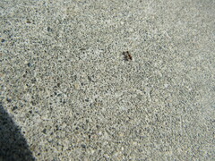Tetramorium immigrans