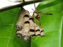 Mischocyttarus mexicanus