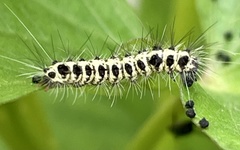 Tinolius eburneigutta