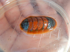 Dendrochiton flectens
