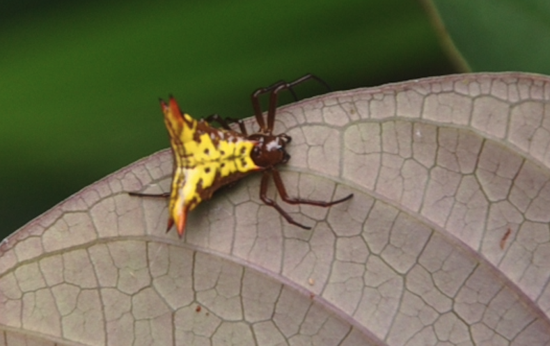 Micrathena lucasi (Keyserling, 1864)