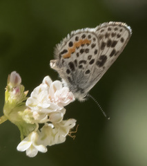 Euphilotes battoides