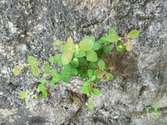 Phyllanthus neoleonensis