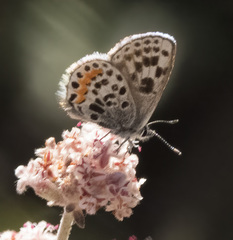 Euphilotes battoides