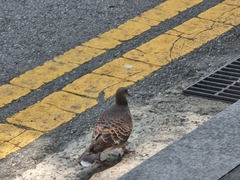 Streptopelia orientalis