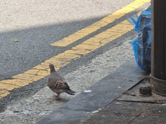 Streptopelia orientalis