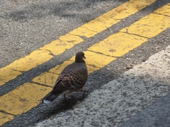 Streptopelia orientalis