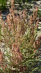 Rumex graminifolius