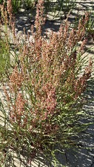 Rumex graminifolius