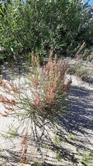 Rumex graminifolius