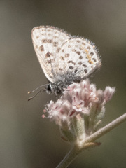 Euphilotes battoides