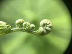 Dicranopteris pedata