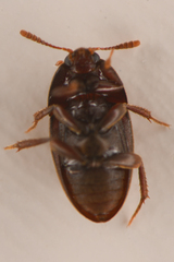Coloninae