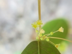 Phyllanthus neoleonensis