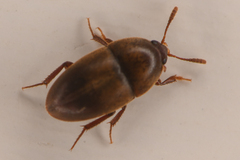 Coloninae