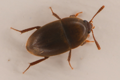 Coloninae