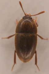 Coloninae