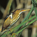 Least Bittern - Photo (c) greglasley, some rights reserved (CC BY-NC), uploaded by Greg Lasley