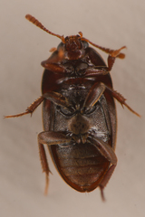 Coloninae