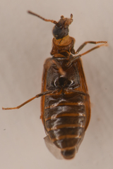 Rhadalidae