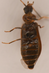 Rhadalidae