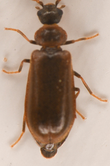 Rhadalidae