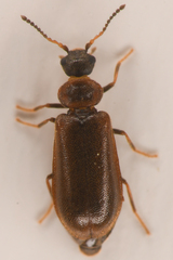 Rhadalidae