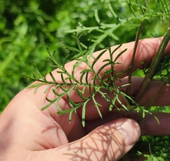 Artemisia abrotanum