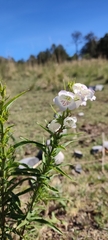 Penstemon leonensis