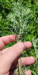 Artemisia abrotanum