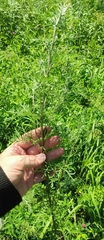 Artemisia abrotanum