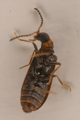 Rhadalidae