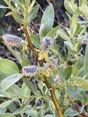 Salix eastwoodiae