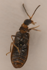Rhadalidae