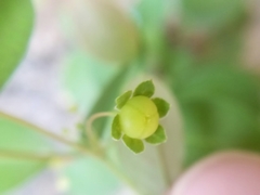 Phyllanthus neoleonensis